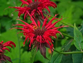 Miniatura: Kleszcze nigdy nie wejdą do ogrodu....