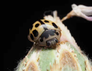 Miniatura: Wdzierają się jesienią do mieszkań,...