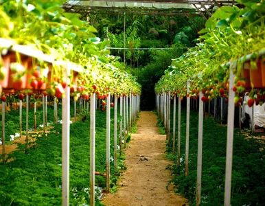 Miniatura: 310 godzin harówki na plantacji w...