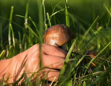 Miniatura: Pójdziesz zbierać grzyby, a wrócisz ze...