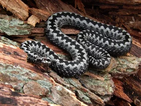 Miniatura: Węże coraz częściej pojawiają się w...