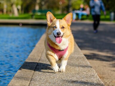 Miniatura: Rekordowy wzrost tego podatku. Kto nie...