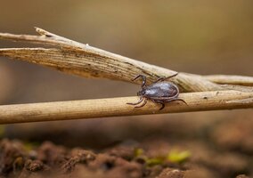 Miniatura: Plaga kleszczy w domu? To tam składają jaja