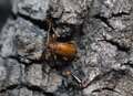 Miniatura: Wchodzą do szop i domków letniskowych....