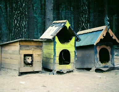 Miniatura: Ekspert apeluje o zwiększenie kontroli....