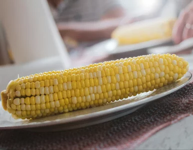 Miniatura: Polska wolna od GMO? Siedem lat ścisłej...