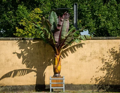Miniatura: Bananowiec, drzewo oliwne i figa w polskim...