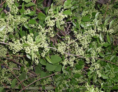 Miniatura: Masz tę roślinę w ogrodzie? Będzie...