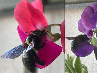 Miniatura: Jeszcze niedawno uznawano ją za wymarłą....