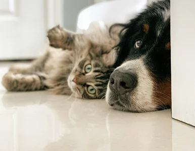 Miniatura: Obowiązkowy chip dla kota i psa....