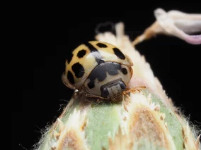 Miniatura: Jesienią wlatują do domów całymi chmarami....