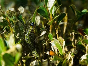 Miniatura: Twój bukszpan może być w...