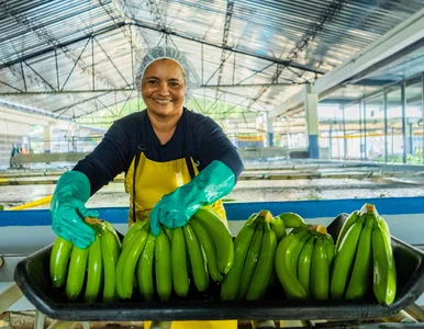 Miniatura: Banany z certyfikatem? W tej sieci są...