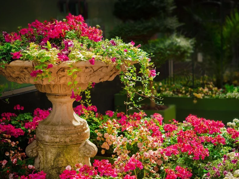 Miniatura: Zwykła rabata to za mało. Te rośliny...