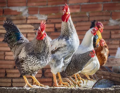 Miniatura: Własne kury? Sprawdź, ile sztuk możesz...