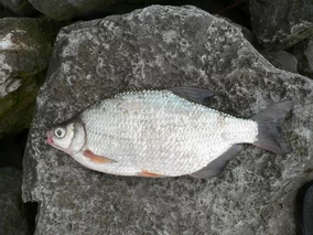 Miniatura: Zapomniana polska ryba. Jest tania,...